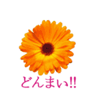KiKi' Flower garden 3（個別スタンプ：19）