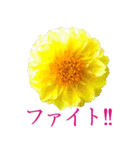 KiKi' Flower garden 3（個別スタンプ：20）