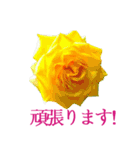 KiKi' Flower garden 3（個別スタンプ：22）