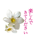 KiKi' Flower garden 3（個別スタンプ：34）