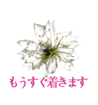 KiKi' Flower garden 3（個別スタンプ：36）