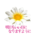 KiKi' Flower garden 3（個別スタンプ：39）