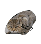 すきちゅーねん（個別スタンプ：3）