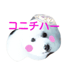ふわもこメリー（個別スタンプ：9）