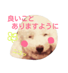 ふわもこメリー（個別スタンプ：12）