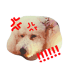 ふわもこメリー（個別スタンプ：19）