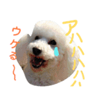 ふわもこメリー（個別スタンプ：22）