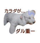 ふわもこメリー（個別スタンプ：26）