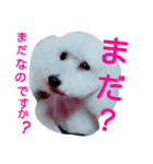 ふわもこメリー（個別スタンプ：28）
