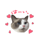 ふわふわ珠子ちゃん（個別スタンプ：1）