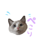 ふわふわ珠子ちゃん（個別スタンプ：7）