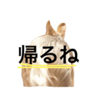 山本家のアイドルくいんちゃん（個別スタンプ：10）