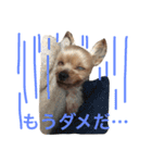 山本家のアイドルくいんちゃん（個別スタンプ：12）