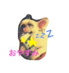 戸谷家の犬たち（個別スタンプ：3）