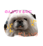 戸谷家の犬たち（個別スタンプ：4）