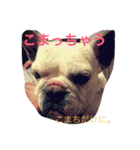 戸谷家の犬たち（個別スタンプ：7）