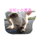戸谷家の犬たち（個別スタンプ：8）