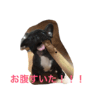 戸谷家の犬たち（個別スタンプ：10）