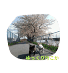 戸谷家の犬たち（個別スタンプ：13）