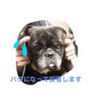 戸谷家の犬たち（個別スタンプ：15）