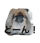 戸谷家の犬たち（個別スタンプ：17）