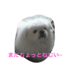 戸谷家の犬たち（個別スタンプ：19）