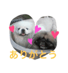戸谷家の犬たち（個別スタンプ：20）
