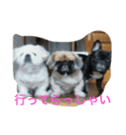 戸谷家の犬たち（個別スタンプ：21）
