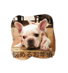 戸谷家の犬たち（個別スタンプ：22）