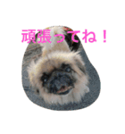 戸谷家の犬たち（個別スタンプ：23）