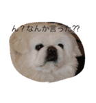 戸谷家の犬たち（個別スタンプ：24）