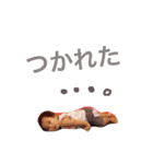 力翔（個別スタンプ：8）