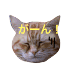 コテツスタンプ1（個別スタンプ：1）