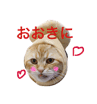 コテツスタンプ1（個別スタンプ：6）