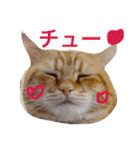 コテツスタンプ1（個別スタンプ：10）