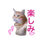 コテツスタンプ1（個別スタンプ：11）