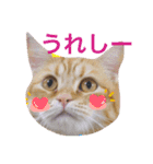 コテツスタンプ1（個別スタンプ：12）