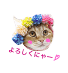 コテツスタンプ1（個別スタンプ：15）