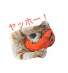 コテツスタンプ1（個別スタンプ：20）