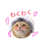 コテツスタンプ1（個別スタンプ：22）