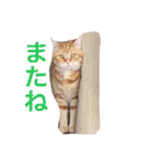 コテツスタンプ1（個別スタンプ：24）