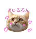 コテツスタンプ1（個別スタンプ：26）
