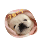 ペキニーズのぴぐもん君（個別スタンプ：4）