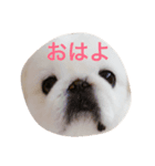 ペキニーズのぴぐもん君（個別スタンプ：5）