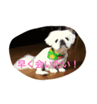 ペキニーズのぴぐもん君（個別スタンプ：6）