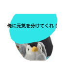 ペンギンペン太-2（個別スタンプ：5）