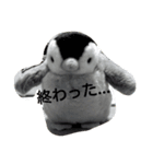 ペンギンペン太-2（個別スタンプ：8）