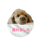 かのん！（個別スタンプ：1）