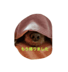 かのん！（個別スタンプ：3）
