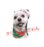 マルチーズのルーくんあいさつ 2（個別スタンプ：5）